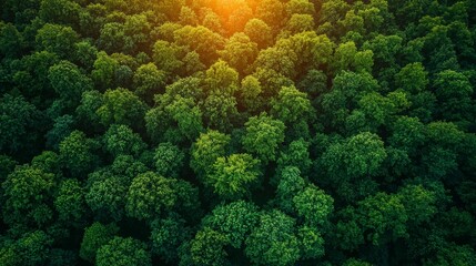 Wall Mural - aerial view of lush green forest during sunset, showcasing dense trees and warm light filtering thro