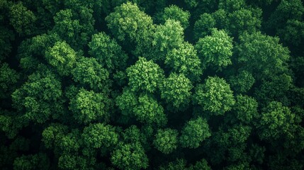 Wall Mural - aerial view of a lush green forest with dense tree canopies showcasing nature's tranquility and beau