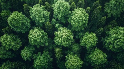 Wall Mural - aerial view of lush green forest with varied tree canopies in a serene and tranquil landscape during