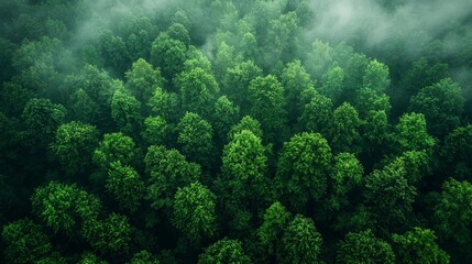 Wall Mural - lush green forest canopy with mist rising during the early morning hours in a tranquil natural setti