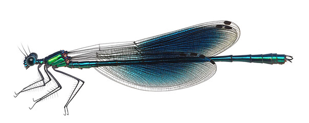 A highly detailed image of a blue-banded demoiselle insect, highlighting its translucent wings and iridescent body.