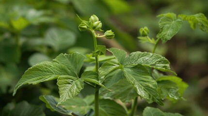 Wall Mural - Manihot esculenta: a plant with edible young leaves.