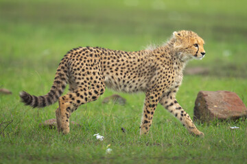 Poster - Cheetah cub walks past rock on grass