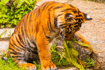 Wall Mural - Sumatran tiger family with two little cubs