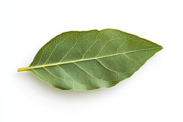 Poster - A white background with green leaves of Nan Fui Chao, which are scientifically known as Gymnanthemum extensum.