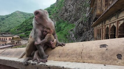 monkeys sift through trash and debris at an abandoned temple, surrounded by lush greenery and hills 