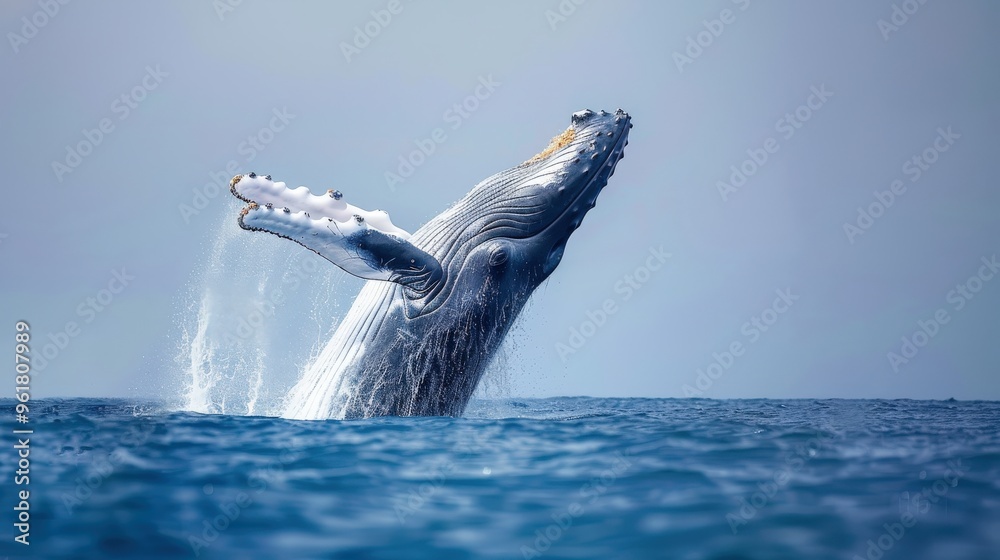 A vibrant shot of a humpback whale breaching the ocean surface, with a ...
