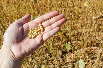 Close up of soybeans in human hand. A farmer's hand holds ripe soybean pods in a cultivated field. Soybean harvest in the field. The concept of a bountiful harvest.