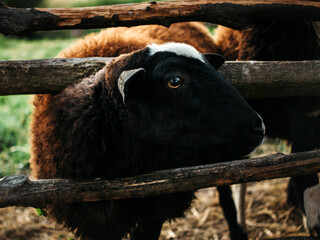 close-up portrait of a sheep with its head stuck in a hedge, with a white spot on its head, looking to the right, on a ranch, in the countryside, summer, natural light