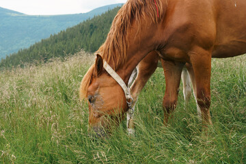 brown bay horse with a tail, a long mane and a bell on its neck is grazing among a meadow in tall grass on the mountain background. Animal farm, red thoroughbred horse, breed horses, chestnut horse