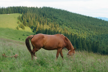 A brown bay horse with a long mane and tail graze among a meadow in tall grass on mountain background. Concept animal farm, red thoroughbred horse, breed horses, chestnut horse, regal horse.