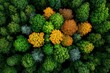 © Sanchai - Aerial view, mixed forest, diversity of species creates a tapestry of different shades and textures