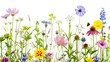 © sunanta - Vibrant Meadow Flowers and Insects on Transparent Background