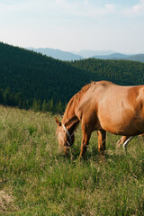 A vertical image of brown bay horse with a tail, a long mane and a bell on its neck is grazing among a meadow in tall grass. Concept animal farm, red thoroughbred horse, breed horses, chestnut horse