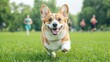 © PoyTumStudio - A happy corgi running in a lush green park with people jogging in the background, showcasing joy and vitality in nature.