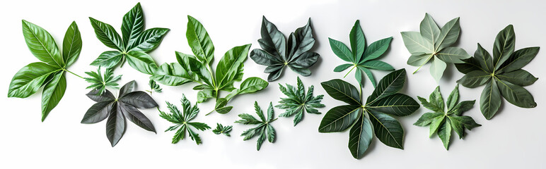 Wall Mural - Tropical aralia leaves in different sizes arranged in a cascading style on a white background, perfect for botanical-themed visuals