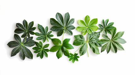 Tropical aralia leaves in different sizes arranged in a cascading style on a white background, perfect for botanical-themed visuals