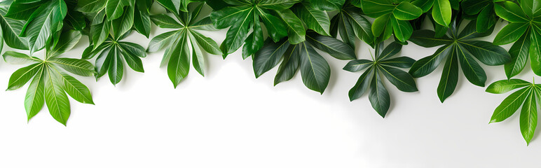 Wall Mural - Tropical aralia leaves in different sizes arranged in a cascading style on a white background, perfect for botanical-themed visuals