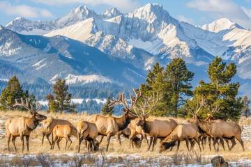 A striking scene of elk against a backdrop of snowy mountains, highlighting the majestic presence of these animals in their natural habitat.