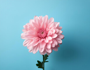 Aufkleber -  Pink chrysanthemum flower on a light blue background, symbolizing floral minimalism. _1(739)