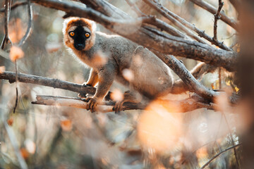 Common brown lemur in Kirindy forest, Madagascar