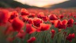 © Kartik - Blurred and defocused image of red beautiful poppies bloom, poppy red flowers meadow