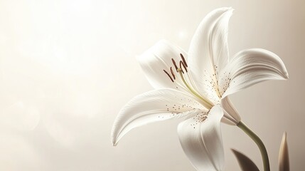 A lily icon with delicate petals, symbolizing purity and tranquility.