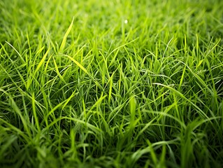 Canvas Print - Close-up of Lush Green Grass