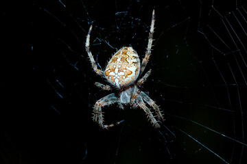spider on a web