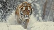 © Suthathip - Fierce Siberian tiger trudging through snowy taiga: A fierce Siberian tiger trudges through the snowy taiga, its thick fur and powerful build enabling it to survive and thrive in the harsh,