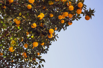 Branches with bright juicy oranges on a sunny autumn day close-up against the blue sky. Orange tree