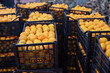 © isavira - Fresh juicy ripe tangerines in plastic boxes close-up. Harvesting, stacking, business with tangerines in autumn-winter season