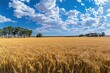 © LimeSky - Vast wheat farm fields in rural NSW wheat belt