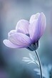 © Cary - purple flowers green stem middle portrait blue filter wearing cap anemone natural beauty cold color temperature white petal shows large frost clings skin