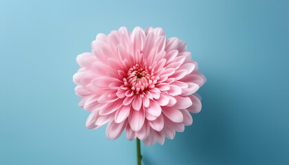 Aufkleber -  Pink chrysanthemum flower on a light blue background, symbolizing floral minimalism. _1(738)