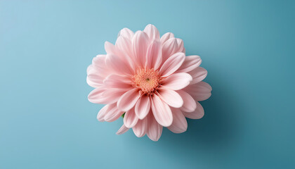 Aufkleber -  Pink chrysanthemum flower on a light blue background, symbolizing floral minimalism. _1(742)