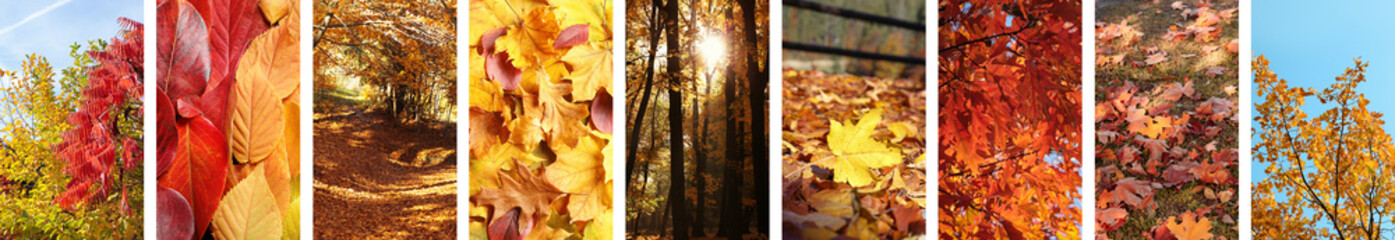 Wall Mural - Beautiful autumn leaves and forest. Vivid collage for fall vibe