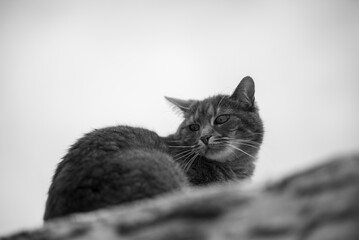 Majestic gray cat in serene landscape captured with black and white photography