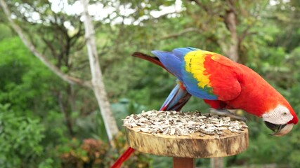 Poster - Red parrot feeding grass seed grain in nature feeder, Rio Tarcoles, Costa Rica. Red parrot Scarlet Macaw, Ara macao, bird sitting on the branch,Tarcoles river, Costa Rica. Wildlife scene from tropic.