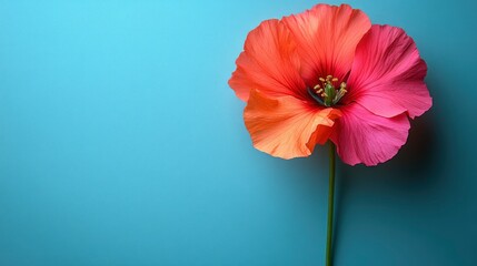 Poster - Single Poppy Flower on a Blue Background