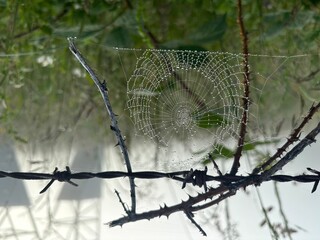 spider web with water drops