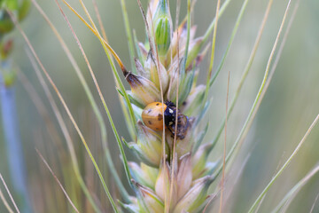 Wall Mural - A young ladybug beetle of the seven-spotted ladybug shortly after metamorphosis from pupa on an ear of grain in a crop field.