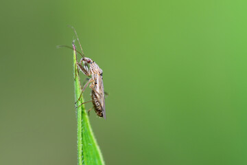 Poster - Broad Damsel Bug - Nabis sp. A predatory insect that preys on plant pests in a crop field.