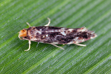 Wall Mural - Cork moth, Nemapogon sp. on green leaf, macro photo. Fungus moth family, Tineidae.