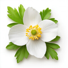 Sticker - Wood Anemone Isolated