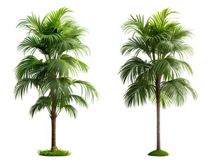 Poster - Set of palm tree with green leaves isolated on white or transparent background cutout png