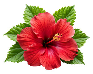 Red Hibiscus Flower Plant Collection: High-Quality Images with Transparent Background