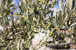 © Maria de la Pe/a - olive tree with green olives prior to harvesting