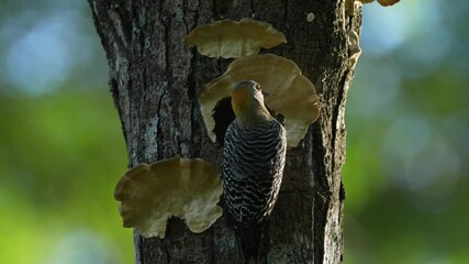 Wall Mural - bird cleaning nest hole. woodpecker from costa rica, hoffmann's woodpecker, melanerpes hoffmannii, b