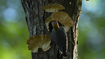 Wall Mural - bird cleaning nest hole. woodpecker from costa rica, hoffmann's woodpecker, melanerpes hoffmannii, b
